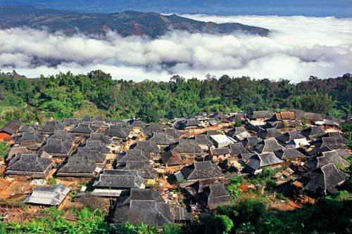 云南大叶茶的中心产地——基诺古茶山